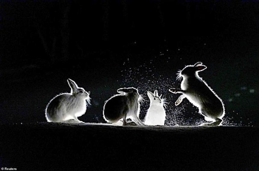 Бокс зайцев в норвежском лесу 