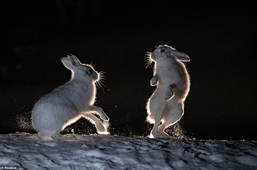 Бокс зайцев в норвежском лесу 
