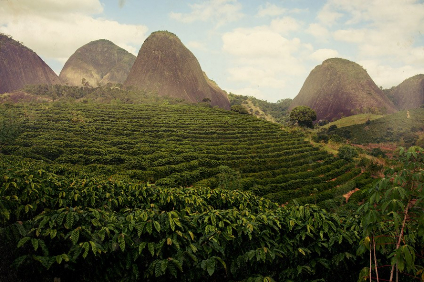 Кофейные плантации в Бразилии 