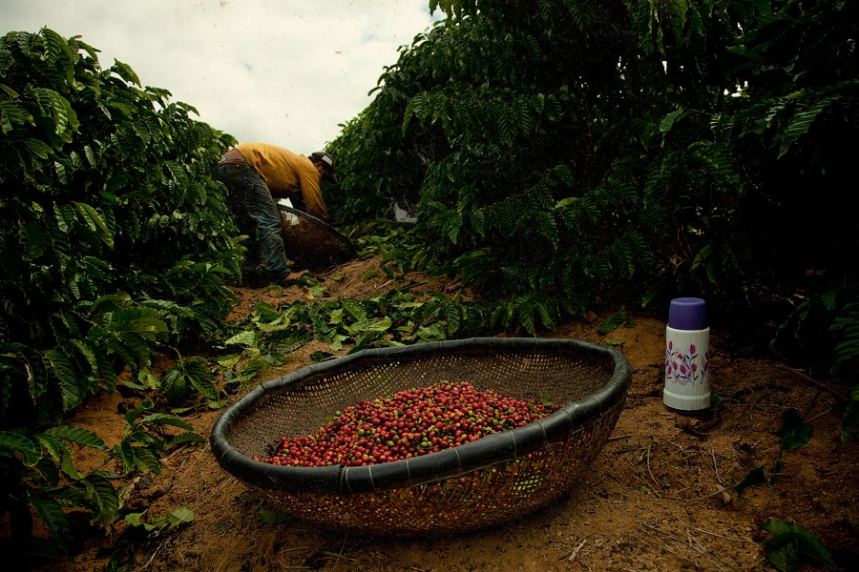 Кофейные плантации в Бразилии 