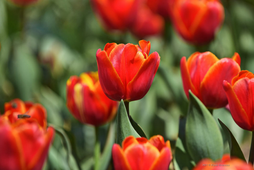 Парад тюльпанов в Никитском саду Крыма 2021 