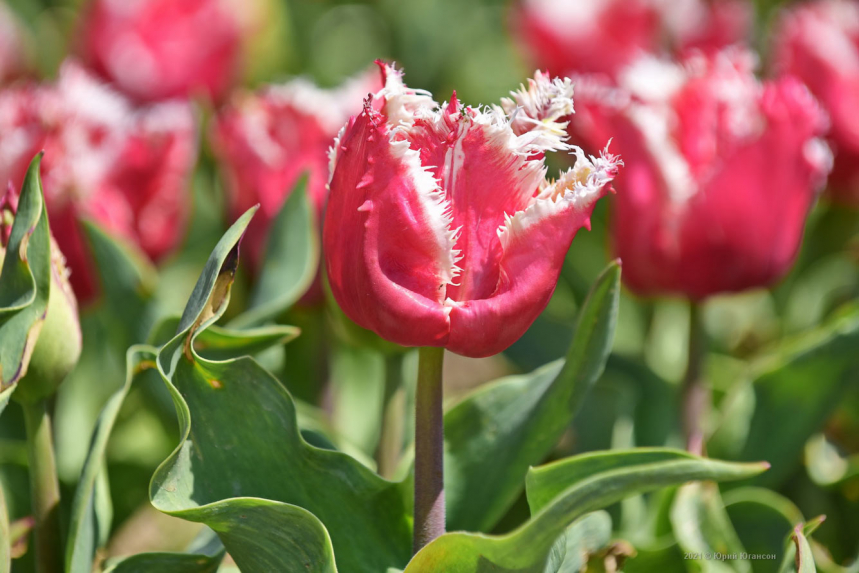 Парад тюльпанов в Никитском саду Крыма 2021 