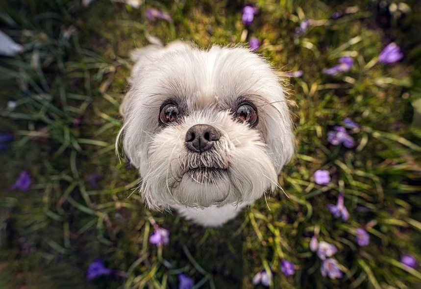 Собаки среди цветов 