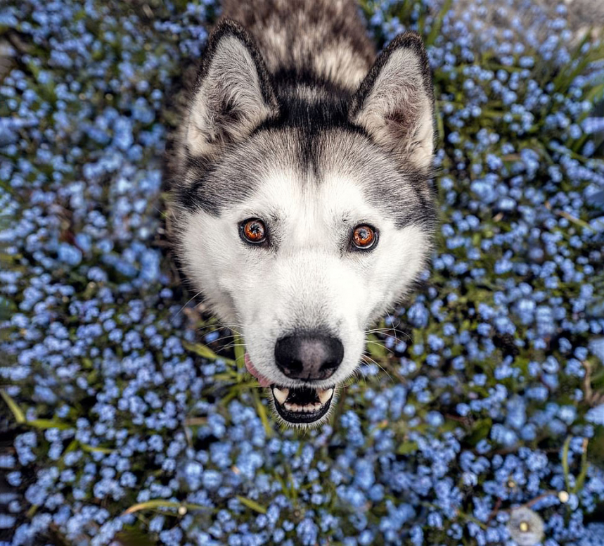 Собаки среди цветов 