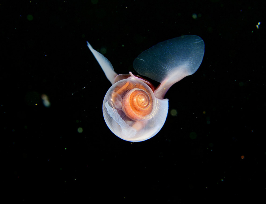 Жители подводного мира. Часть 6 