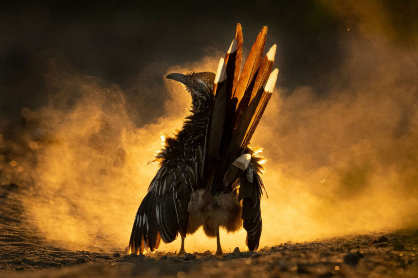 Птичий конкурс Audubon Photography Awards 2021 