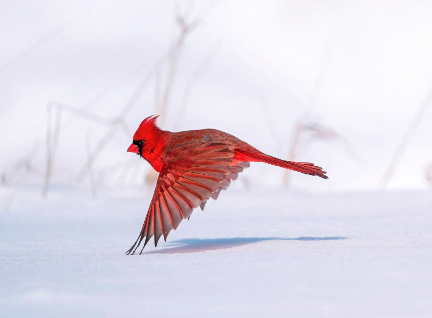 Птичий конкурс Audubon Photography Awards 2021 