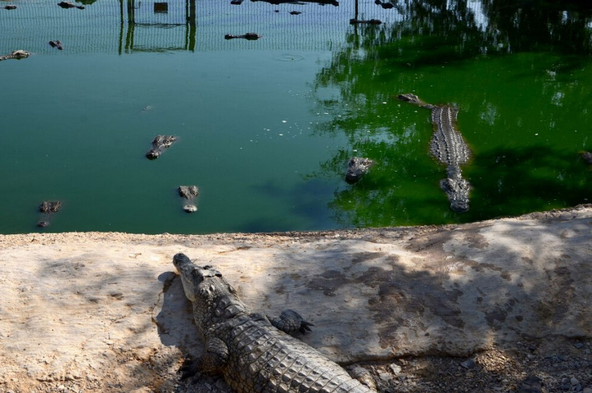 Здесь живут крокодилы... 