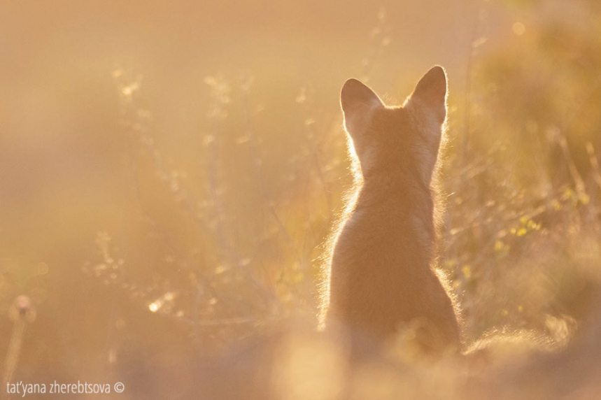 Дневник фотоохотника: как фотографировать лису 