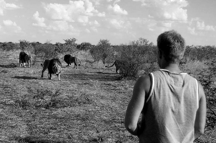 Лицом к лицу со львами в Ботсване 