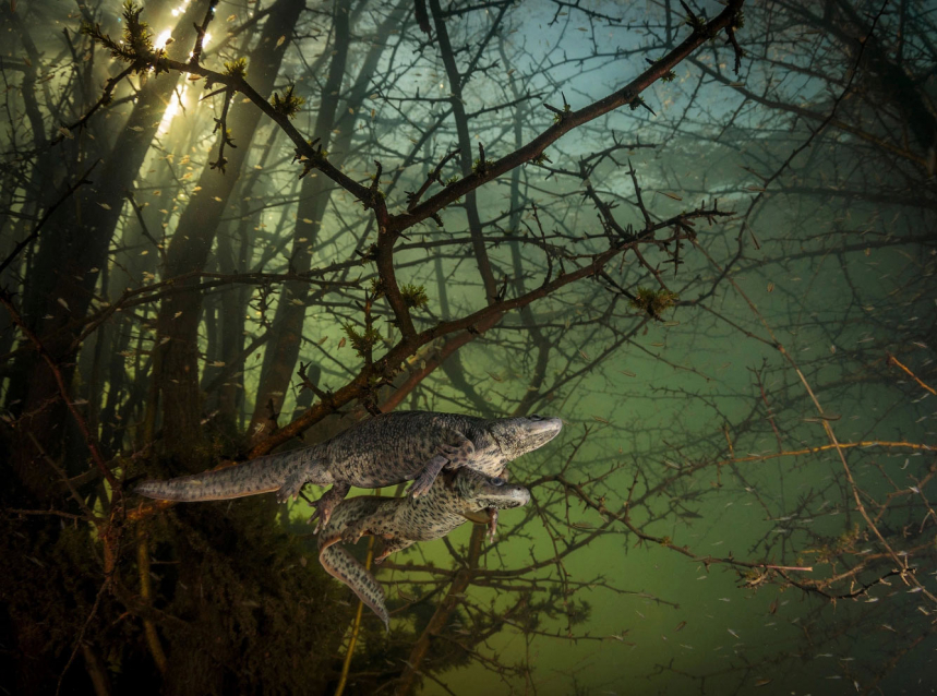 Победители Wildlife Photographer of the Year 2021 