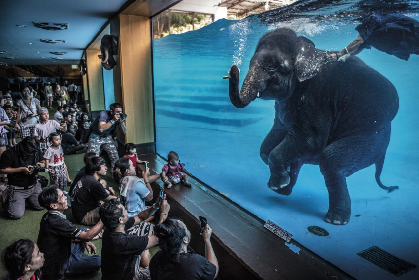 Победители Wildlife Photographer of the Year 2021 