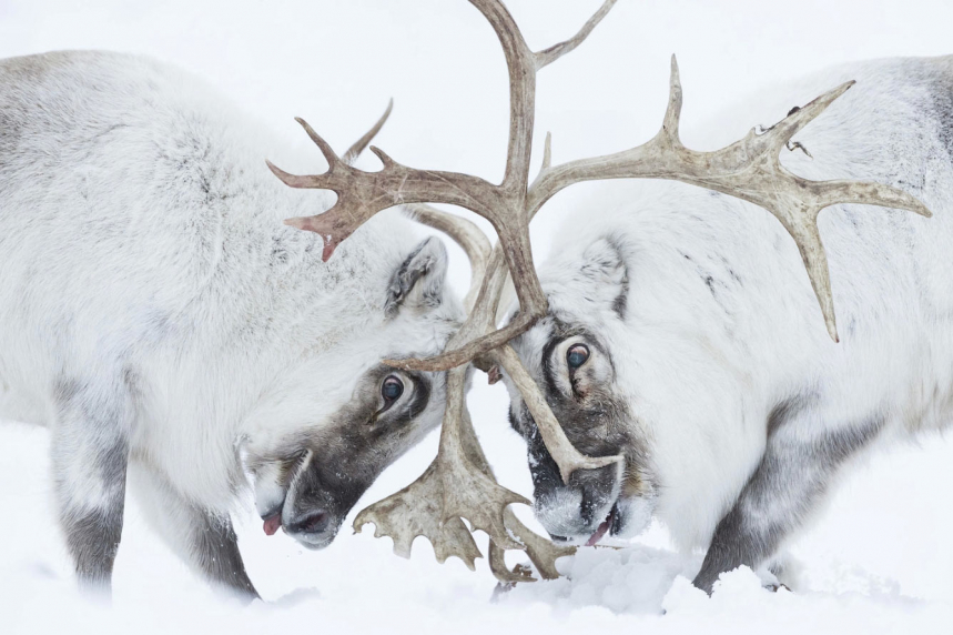 Победители Wildlife Photographer of the Year 2021 