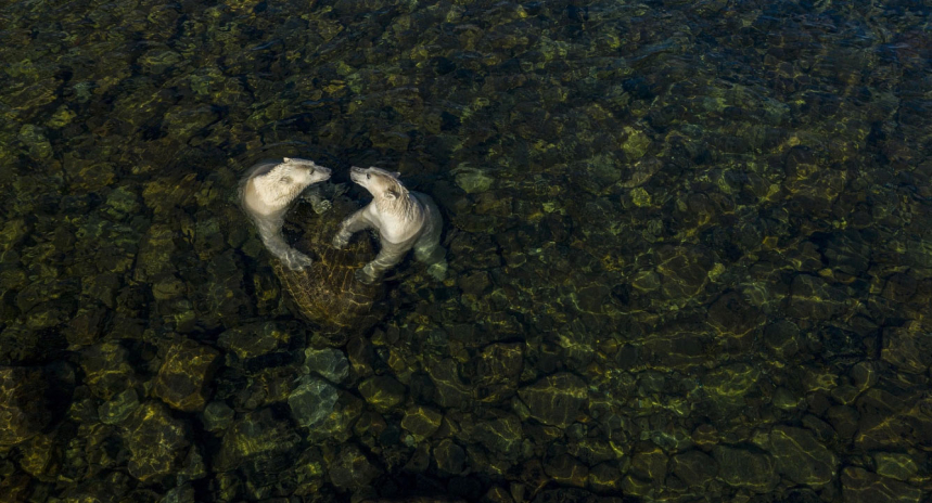 Победители Wildlife Photographer of the Year 2021 