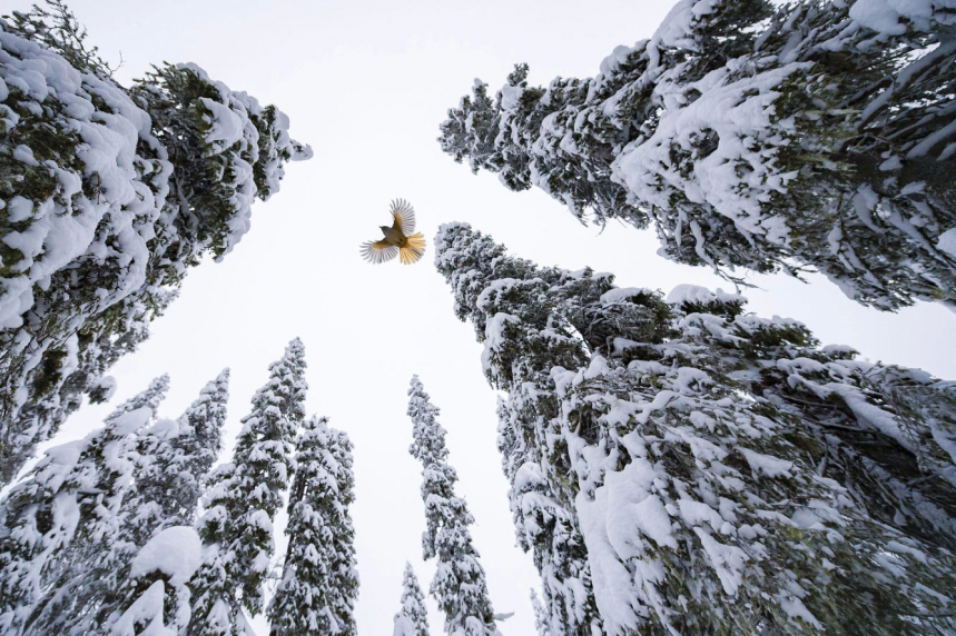 Победители Wildlife Photographer of the Year 2021 