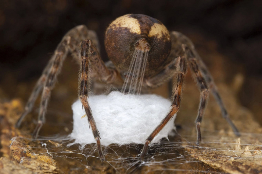 Победители Wildlife Photographer of the Year 2021 