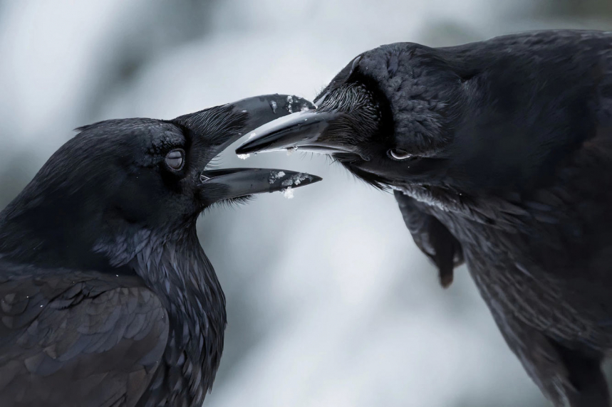 Победители Wildlife Photographer of the Year 2021 