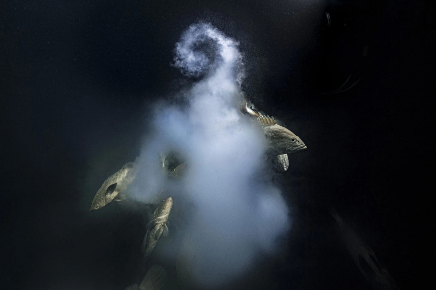 Победители Wildlife Photographer of the Year 2021 