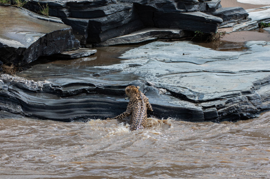 Водоплавающие гепарды 