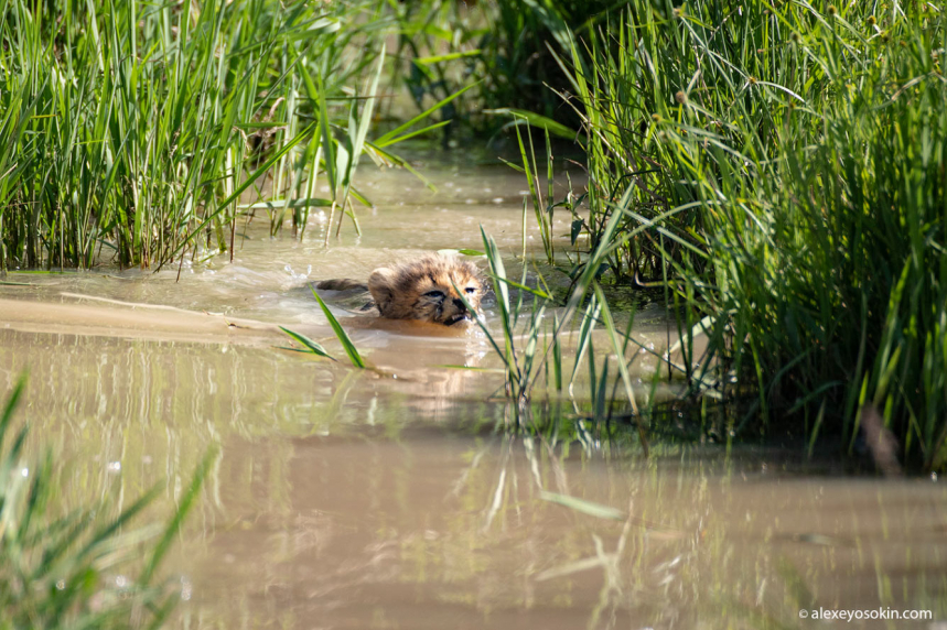 Водоплавающие гепарды 